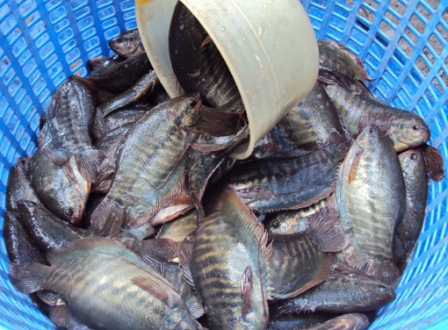 nuôi cá sặc rằn
