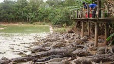 nuôi cá sấu ồ ạt