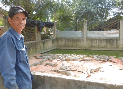 Trại cá sấu của anh Tào mang về lợi nhuận cao cho gia đình