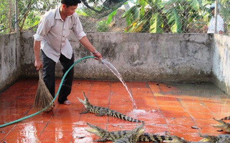 nuôi cá sấu