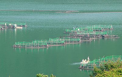 nuôi cá tầm Đa Mi