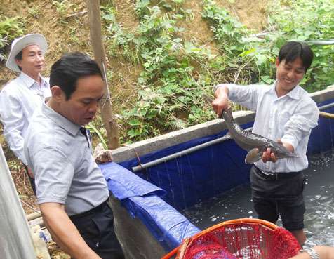 nuôi cá tầm thương phẩm