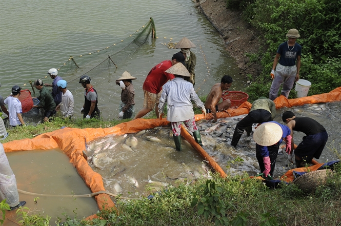 nuôi cá thâm canh