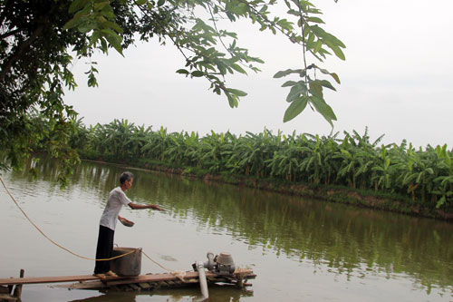 nuoi ca tham canh