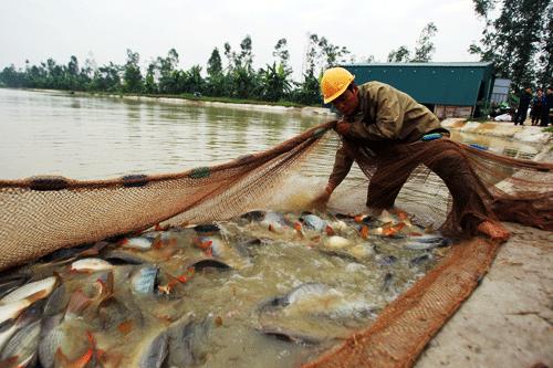 Nâng chất sản phẩm nông nghiệp để không thua trên sân nhà