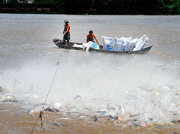 Tiến tới hình thành trung tâm giống cá tra