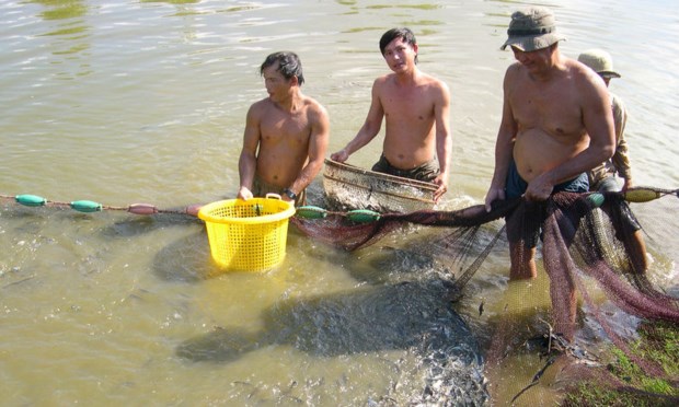 “Đột phá” khâu cá giống để cá tra phát triển bền vững
