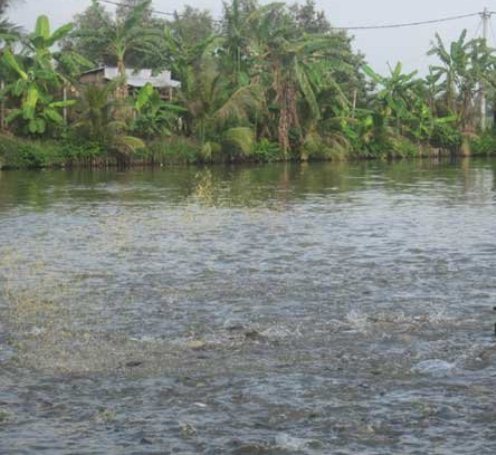 nuôi cá tra VietGap