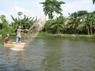 dien-tich-nuoi-ca-tra-o-can-tho-giam