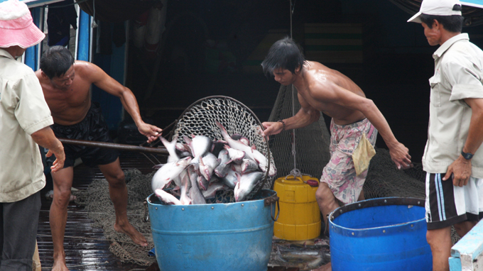 nuôi cá tra đồng bằng sông cửu long