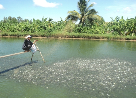 nuoi ca tra hong ngự