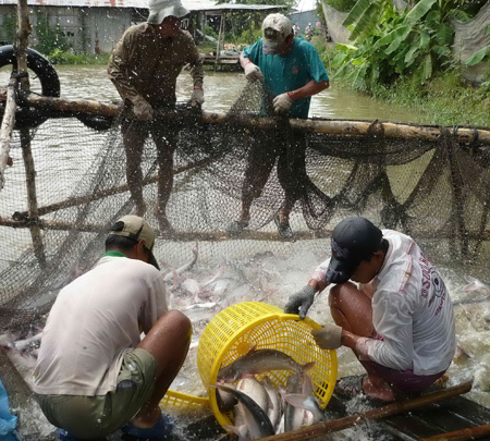 nuoi ca tra khong con ta san