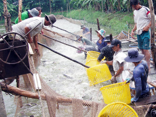 nuôi cá tra nhỏ lẻ