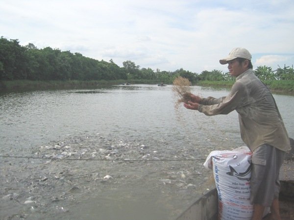 nuôi cá tra nhỏ lẻ