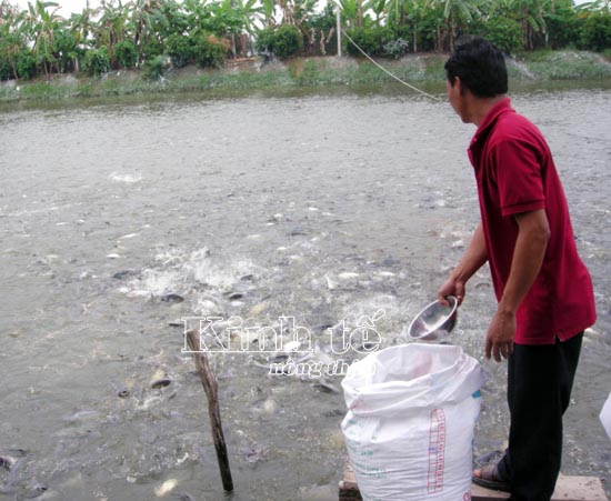 nuôi cá tra quy mô nhỏ
