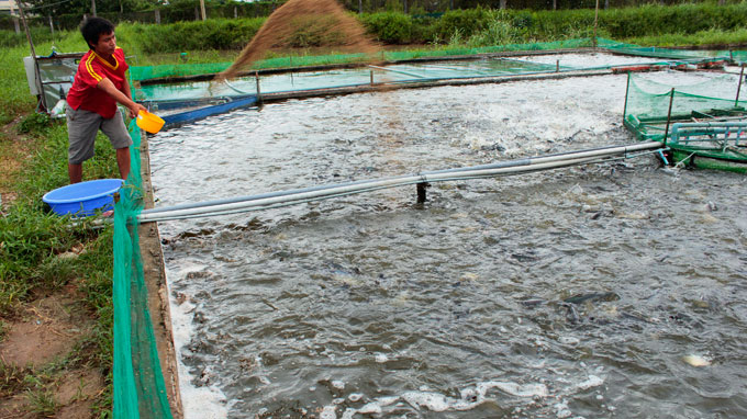 nuôi cá tra xuất khẩu