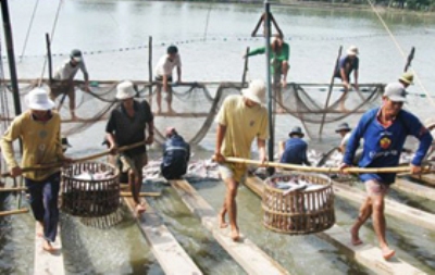 VASEP khuyến cáo, giá cá tra xuất khẩu phải ở mức tối thiểu 3 USD/kg mới bảo đảm có lãi. Nhưng nhiều DN đã chào bán với mức giá chỉ 1,8 - 2,3 USD/kg vì tranh giành khách hàng