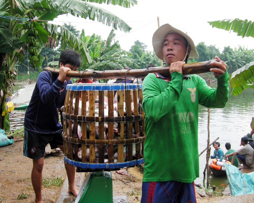 nuôi cá tra xuất khẩu