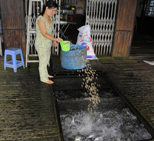 Một hộ nuôi cá tra ở Châu Đốc, An Giang, ảnh chụp trước đây.