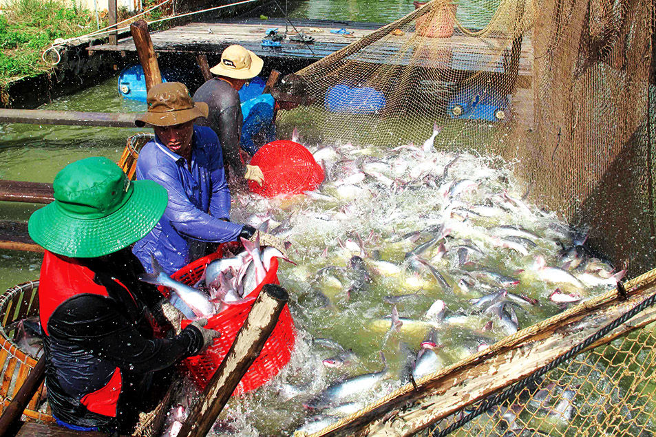 Trải lòng tâm sự của cá Tra Việt đầu năm...