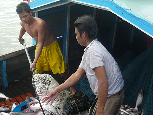 ngành cá tra rệu rã