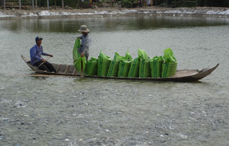 Nuôi cá tra ở huyện Thoại Sơn (An Giang).