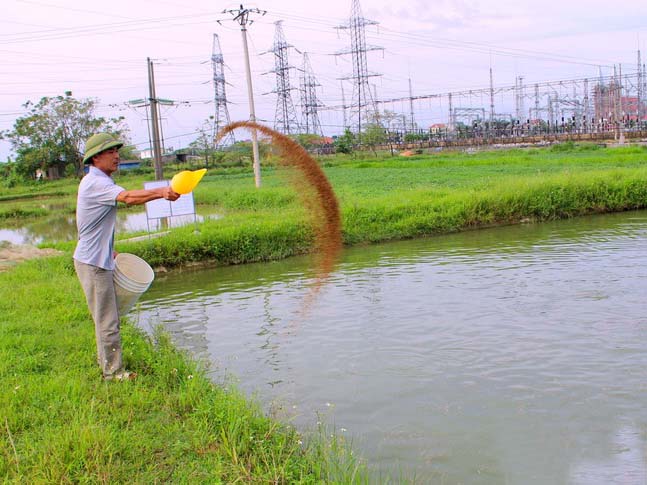 cá trắm, nuôi cá đen, cá trắm, nuôi cá trắm, nuôi cá, cá nước ngọt, nuôi cá trắm đen ở TP Vinh