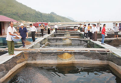 nuôi cá trên hồ thủy điện Sơn La