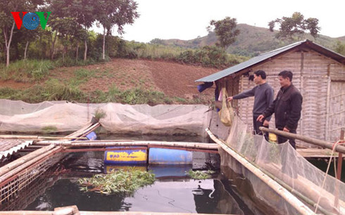 nuôi cá trên lồng hồ