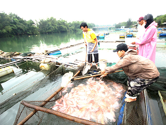 Nuôi cá trong lồng bè mùa bão, lũ: Cần chủ động ứng phó