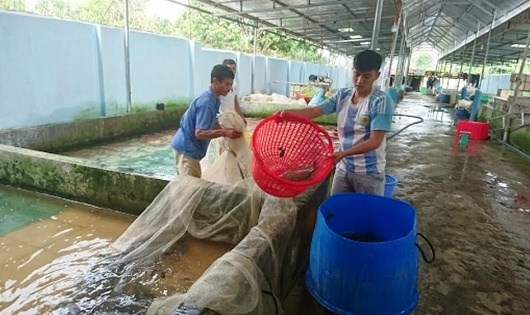 Cơ sở nuôi cá của “vua cá” vùng Bắc Tây Nguyên.