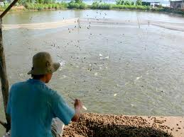chăn nuôi, trang trại