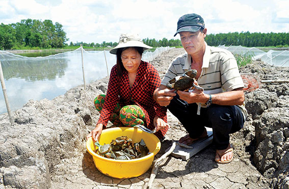 nuôi cua ở Thới Bình