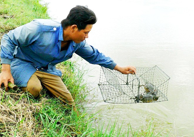 nuôi cua biển cà mau