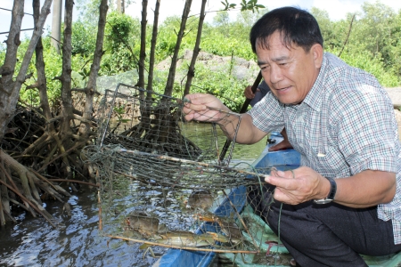 nuôi cua biển thương phẩm