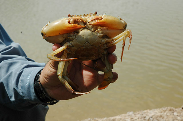 Giá cua biển tăng cao