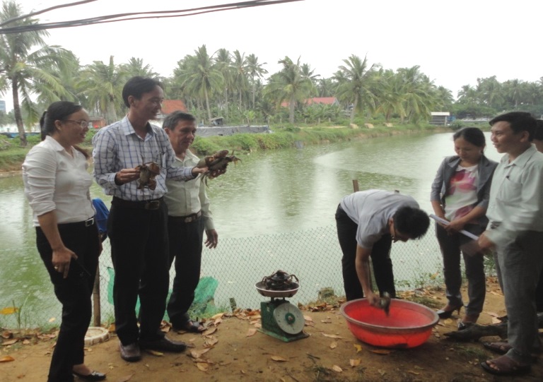 Bình Định: Hiệu quả mô hình nuôi cua xanh thương phẩm