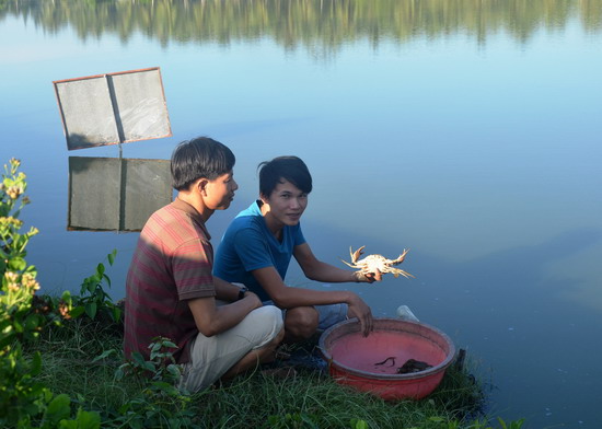 Cần nhân rộng mô hình nuôi cua trong ao tôm suy thoái