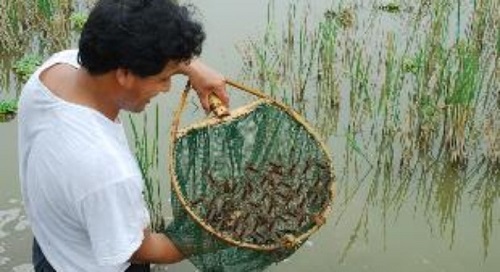 nuoi cua trong ruong lua