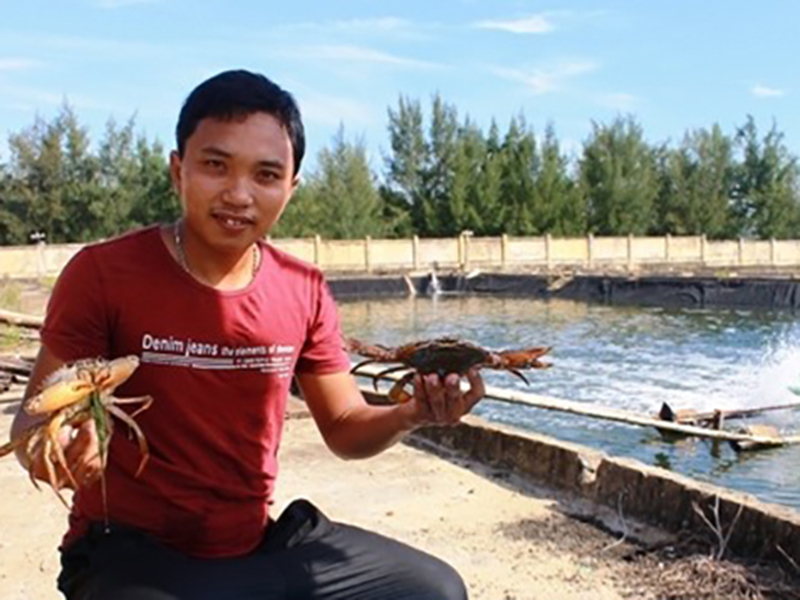 Tiềm năng nuôi cua trứng thương phẩm