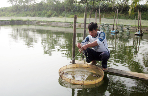 nuôi cua biển