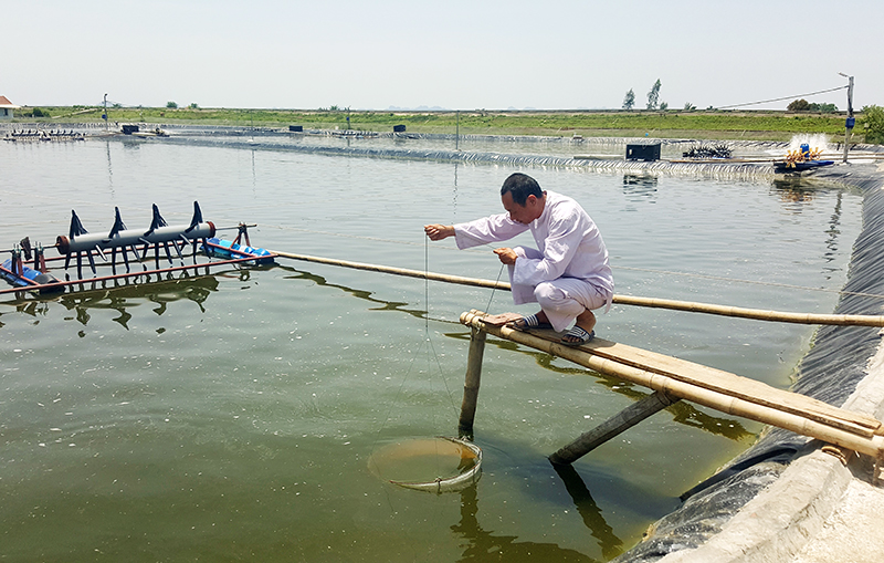 Nghề nuôi cua biển ở Quảng Yên