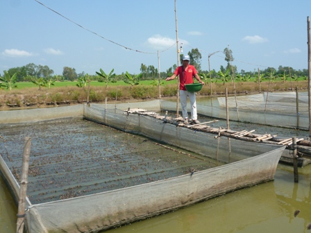 nuôi ếch gặp khó