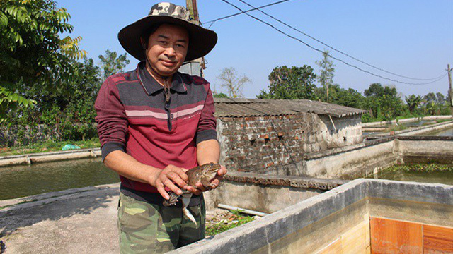 Nuôi ếch Thái và cá cá rô đồng lai thu 3 tỷ đồng/năm