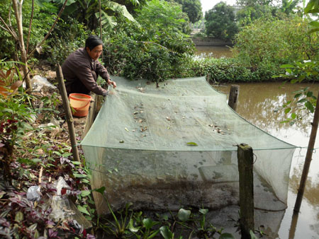 Ông Vũ Cao Thăng bên lồng nuôi ếch tại trang trại.