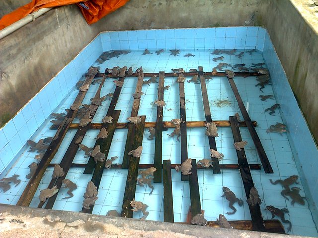 Mô hình nuôi ếch Thái Lan trong bể lót bạt hiệu quả ở An Giang