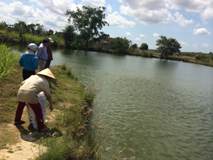 nuôi ghép cá rô phi