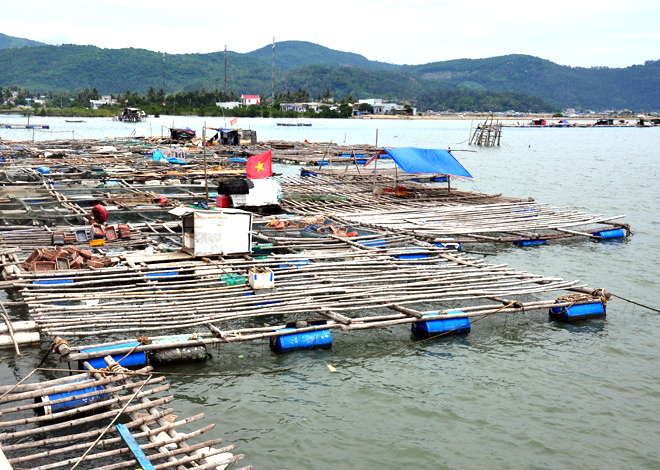 nuôi hàu sữa