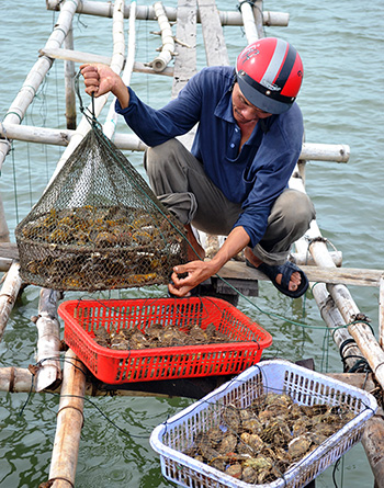 nuoi hau thuong pham