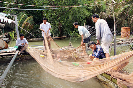 Nguy cơ “xóa sổ” nghề nuôi cá lồng, bè